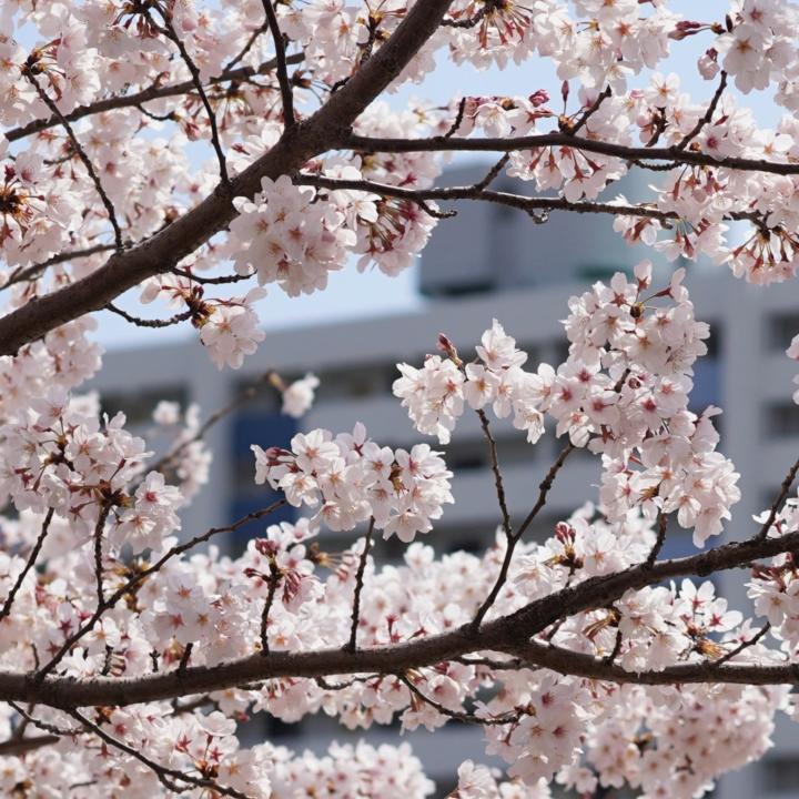 봄..벚꽃 4
