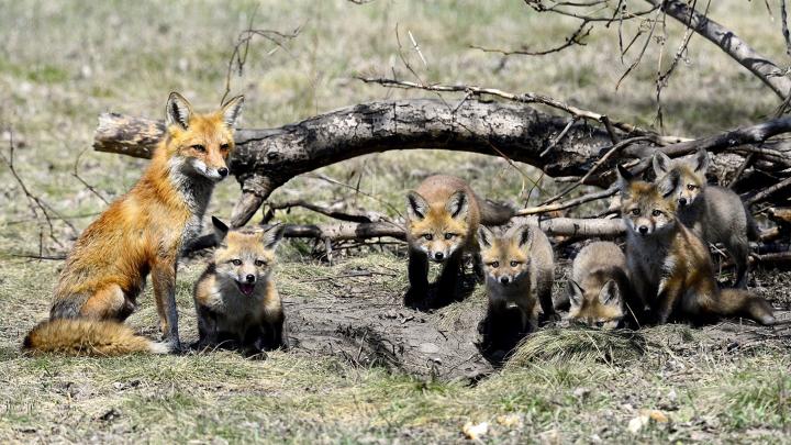 Fox family in Toronto beach