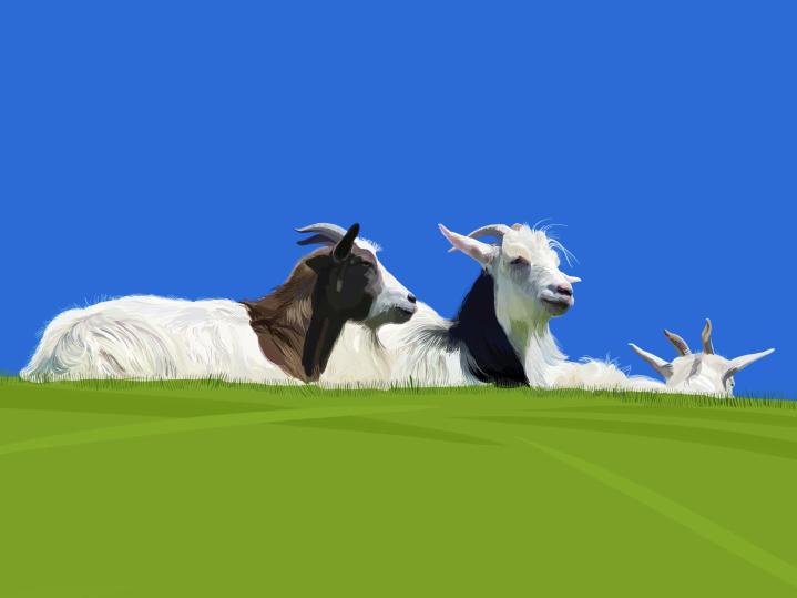 Al's Goats